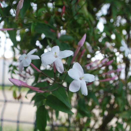 Jasminum officinale